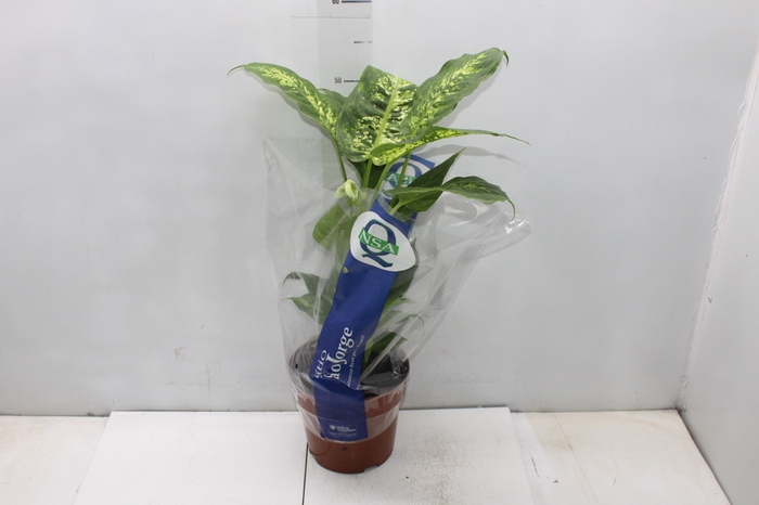 <h4>DIEF. COMPACTA P17</h4>