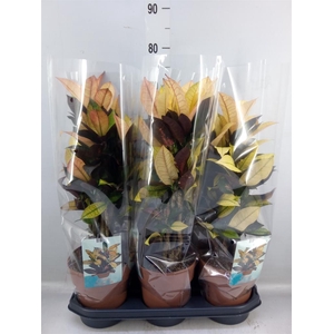 Codiaeum var. KL 'Mrs Iceton'