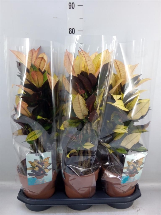 <h4>Codiaeum var. KL 'Mrs Iceton'</h4>