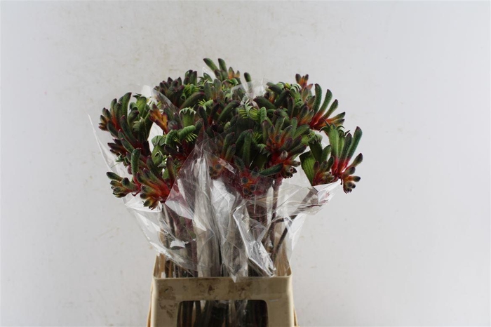 <h4>Anigoz Royal Cheer</h4>