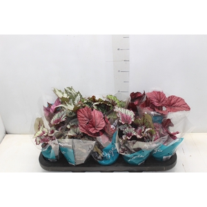 BEGONIA BELEAF P11 PO