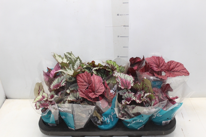 <h4>BEGONIA BELEAF P11 PO</h4>
