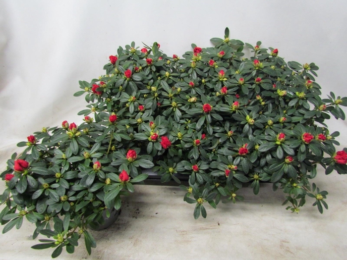 arr8 Rhodo Si Tosh Paris