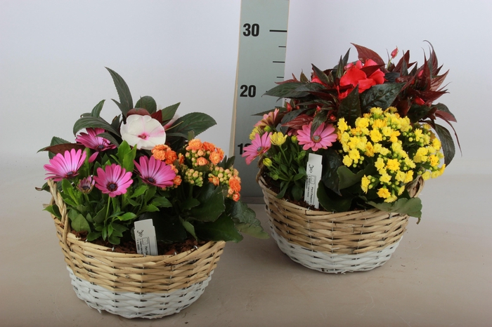 <h4>ARR TUINPLANTEN</h4>