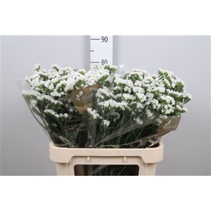 Lim S White Starl Wings