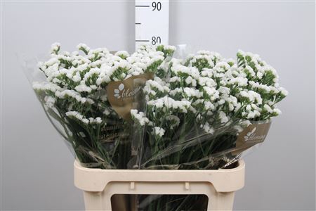 Lim S White Starl Wings