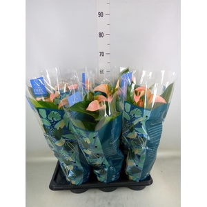 Anthurium andr. 'Joli Peach'