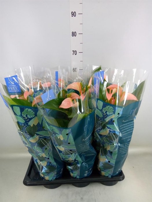 <h4>Anthurium andr. 'Joli Peach'</h4>