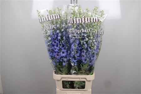 <h4>Delph Du Dewi Azul</h4>