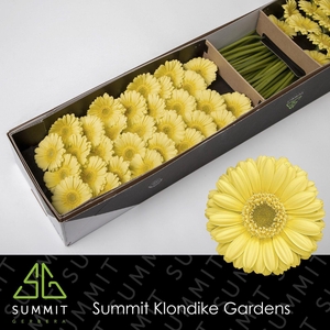 Germini Lemon Ice Doos