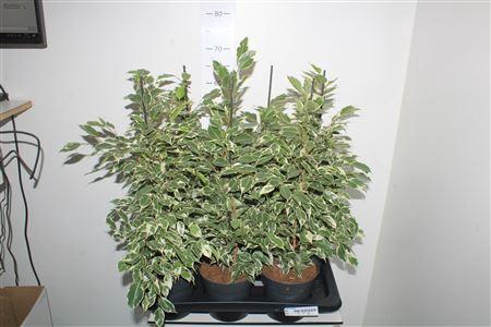 <h4>Fic Be Twilight</h4>