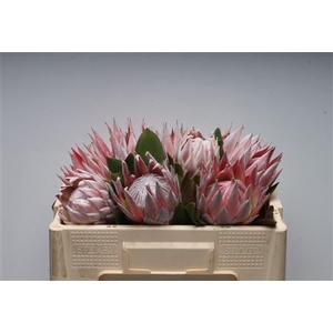 Protea Cynaroides