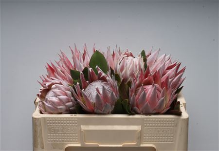 <h4>Protea Cynaroides</h4>