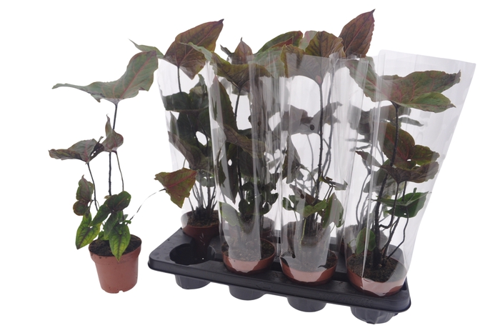 <h4>CYRTO JOHNSTONII</h4>