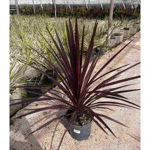 Cordyline australis 'Red Star'
