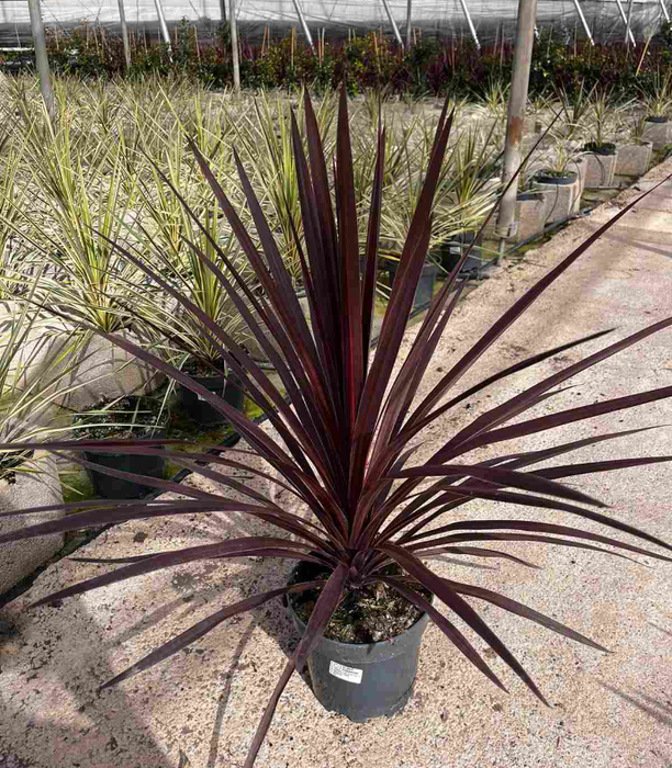 <h4>Cordyline australis 'Red Star'</h4>