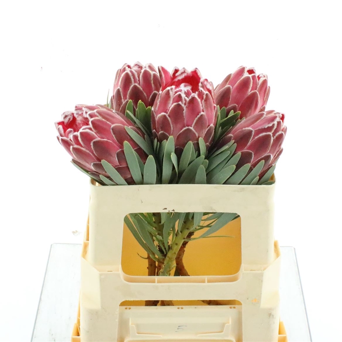 <h4>Protea Venus</h4>