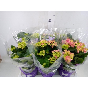 Hydrangea mac.   ...mix