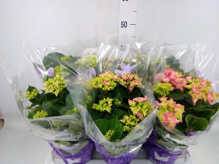 <h4>Hydrangea mac.   ...mix</h4>