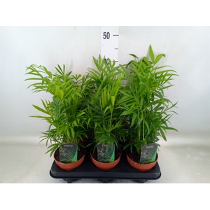 Chamaedorea elegans