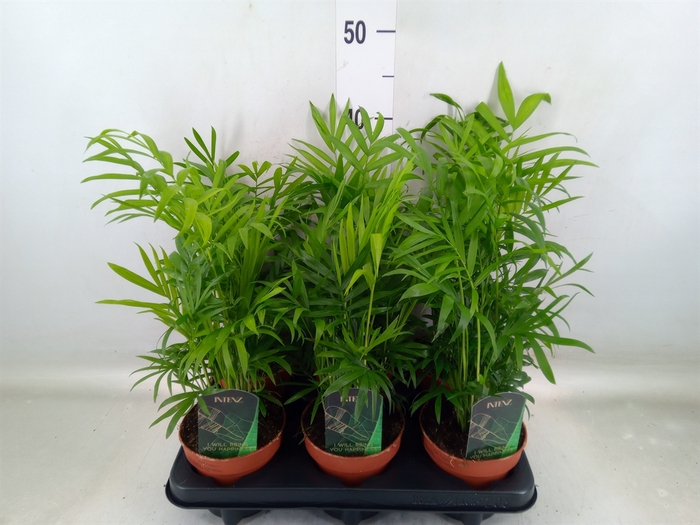 <h4>Chamaedorea elegans</h4>