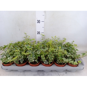 Hedera helix 'White Wonder'