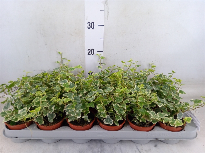<h4>Hedera helix 'White Wonder'</h4>