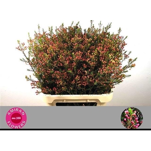 Chamelaucium Adi bessen