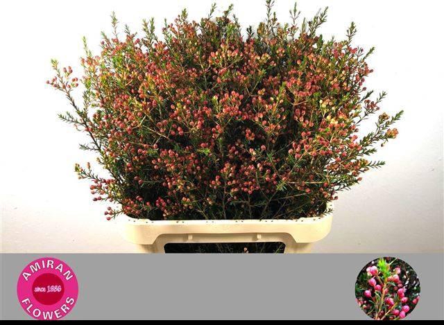 Chamelaucium Adi bessen