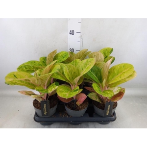 Aglaonema   ...