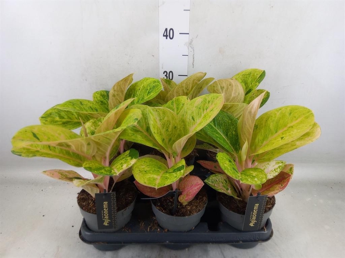 <h4>Aglaonema   ...</h4>