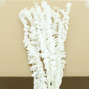 Pres Euca Baby Blue Bleached P Bnch