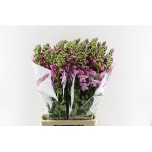 Antirrhinum Maryland Lavender