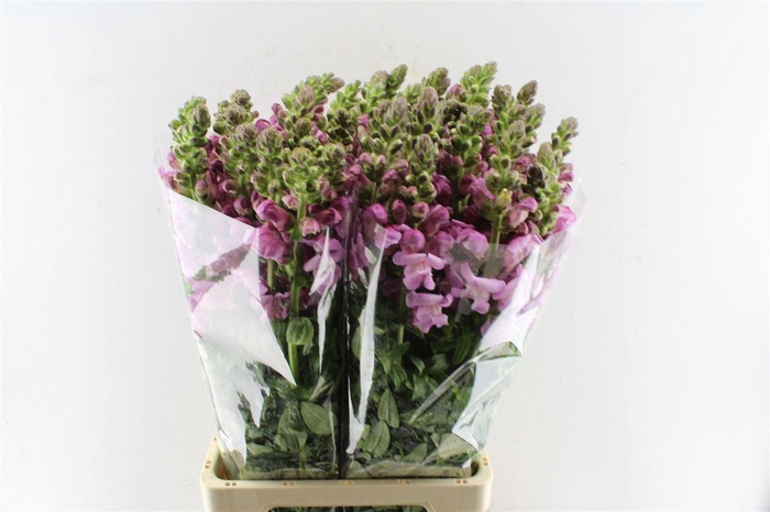 <h4>Antirrhinum Maryland Lavender</h4>