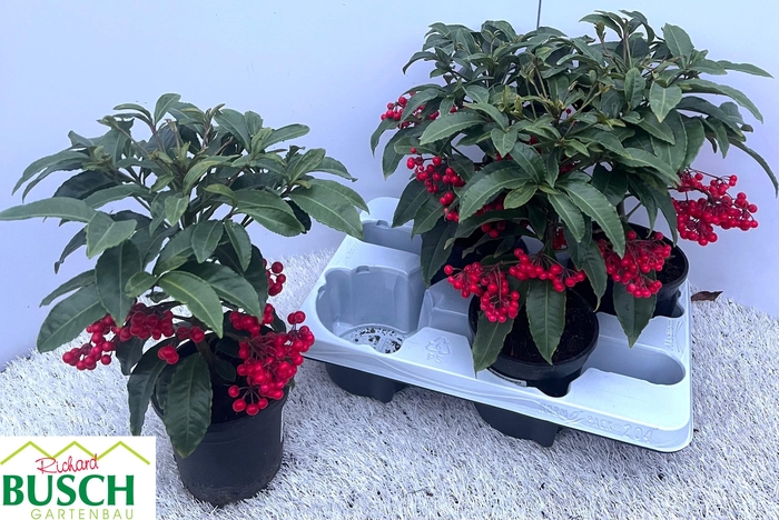 <h4>ARDIS CRENATA</h4>