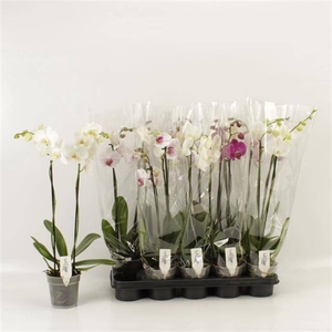 PHAL GEM