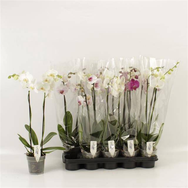 <h4>PHAL GEM</h4>