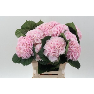 Hydr M My Pinktou Rz