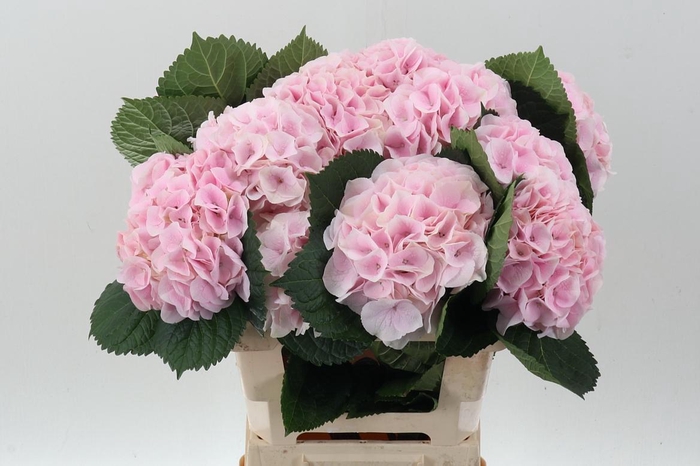 <h4>Hydr M My Pinktou Rz</h4>