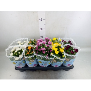 Chrysanthemum   ..rosebud mix