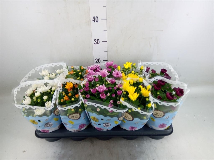 <h4>Chrysanthemum   ..rosebud mix</h4>