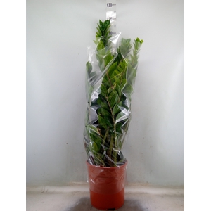 Zamioculcas zamiifolia