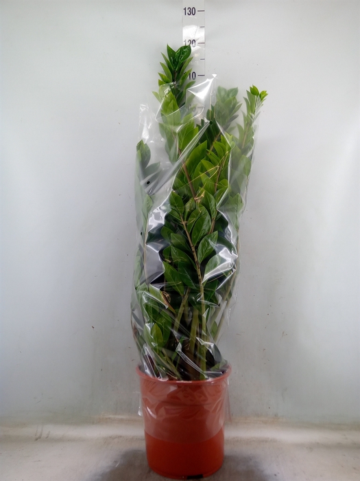 <h4>Zamioculcas zamiifolia</h4>