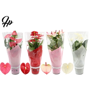 Anthurium 17 cm 4 color mix in Couture sleeve