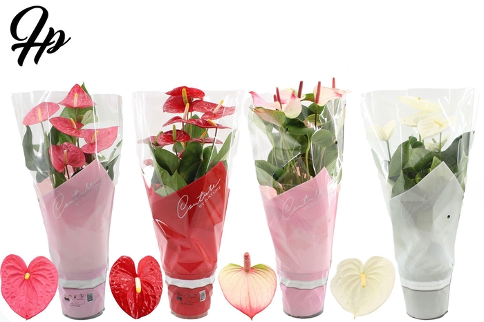 <h4>Anthurium 17 cm 4 color mix in Couture sleeve</h4>