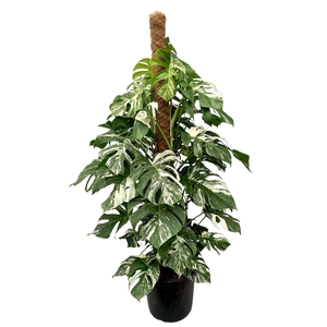 Monstera Deliciosa Variegata