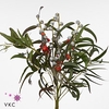 Leaf eucalyptus globulus per bunch