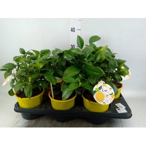 Citrus meyeri 'Meyer'