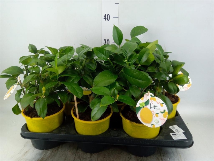 <h4>Citrus meyeri 'Meyer'</h4>