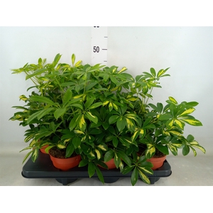 Schefflera arbor. 'Gerda'